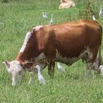 Farmářův den